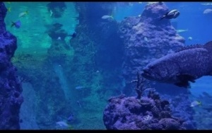 W oceanarium