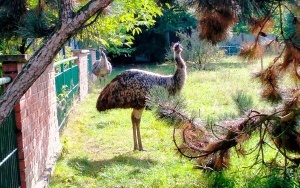 Emu zwyczajne